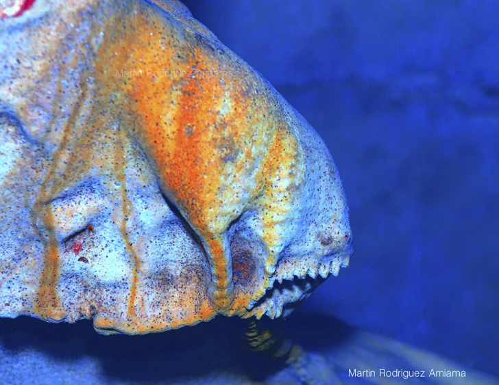  Piranha imaginaria