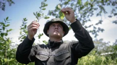 Qué significa que EE.UU. retire a Colombia la certificación en la lucha contra el narcotráfico y qué tiene que ver la tensa relación entre Trump y Petro