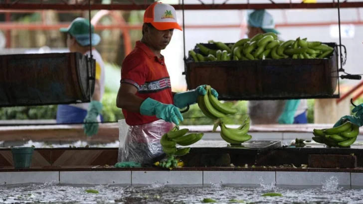 Ecuador, primer exportador mundial de banano, afectado por la enfermedad TR4