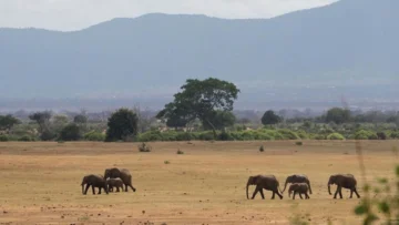 África: safaris y colonialismo verde
