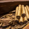 Oro en bruto, aparatos médicos, cigarros puros y cacao en grano, los principales productos de exportación