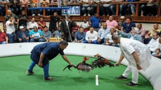 La-pelea-de-gallos-fue-el-deporte-nacional-de-la-Republica-Dominicana-durante-muchos-anos La-pelea-de-gallos-fue-el-deporte-nacional-de-la-Republica-Dominicana-durante-muchos-anos