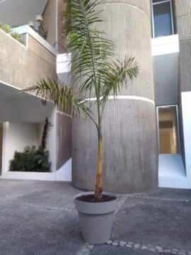 El día en que premiaron la burla El día en que premiaron la burla