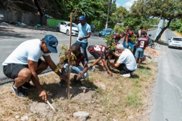 Plantan 150 árboles en avenida Paseo de los Reyes Católicos