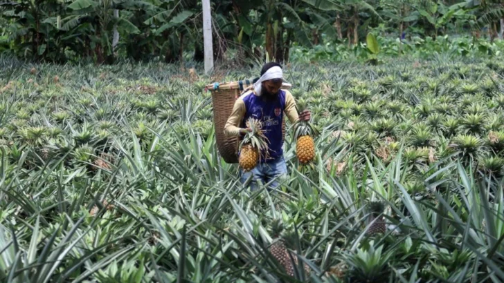 Plantean hoja de ruta para duplicar exportaciones de piña hacia 2036
