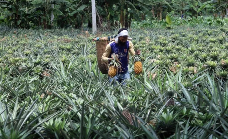 Plantean hoja de ruta para duplicar exportaciones de piña hacia 2036