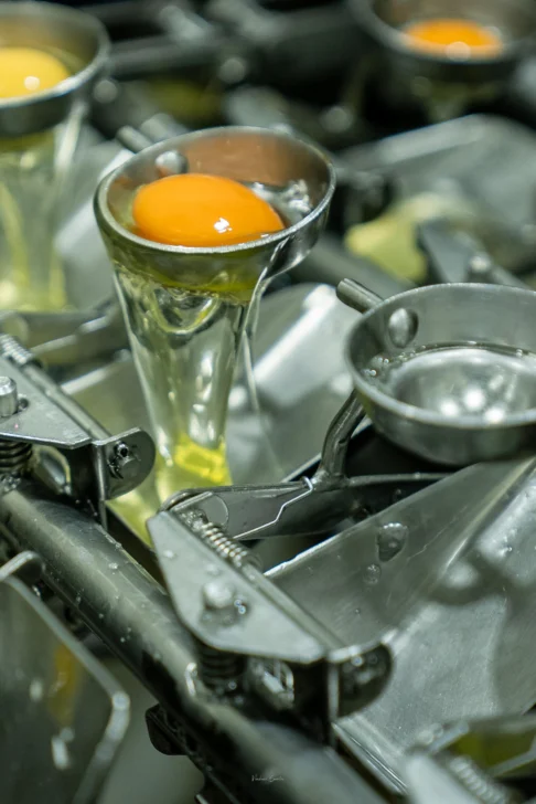 Huevo líquido pasteurizado, alternativa para la industria alimentaria en RD Huevo líquido pasteurizado, alternativa para la industria alimentaria en RD