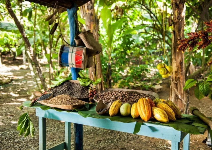 cacao-dominicano-728x515