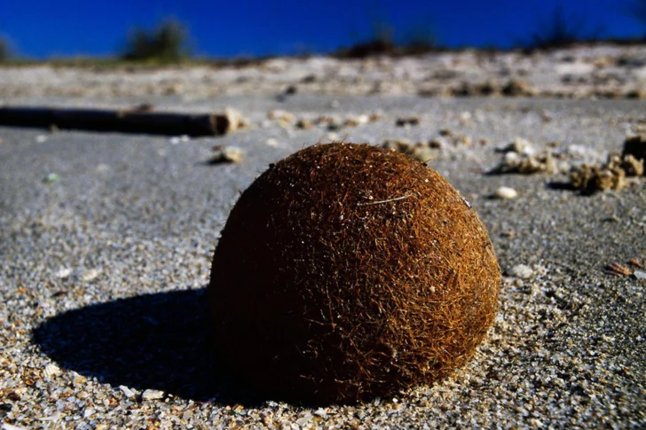 Qué son las 'pelotas de Neptuno' cargadas de plásticos que aparecen en las playas