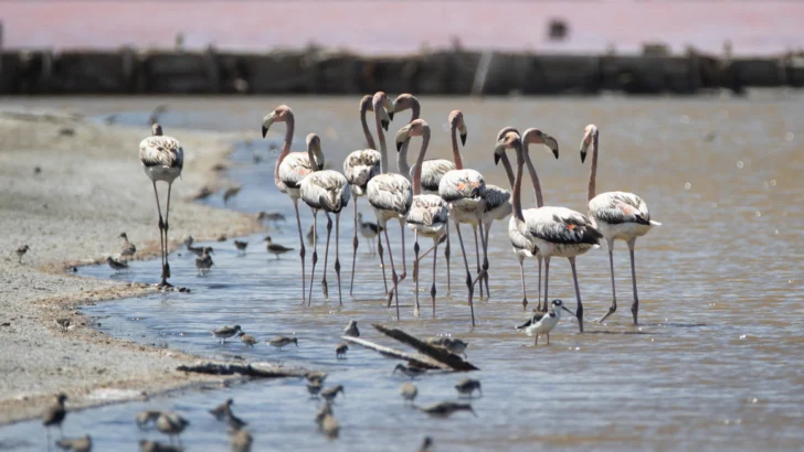 Hilos de nailon y otros desechos amenazan flamencos y otras aves en Salinas