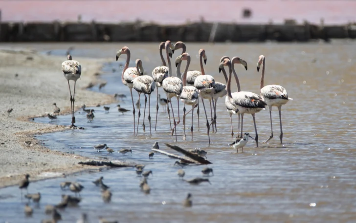 Hilos de nailon y otros desechos amenazan flamencos y otras aves en Salinas