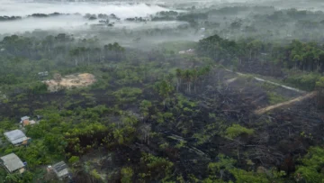 La deforestación se desacelera en el mundo, pero sigue siendo demasiado rápida La deforestación se desacelera en el mundo, pero sigue siendo demasiado rápida