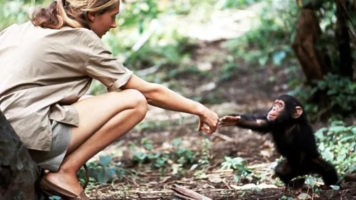 Muere Jane Goodall: la icónica foto con el pequeño Flint que desafió las reglas científicas de su época