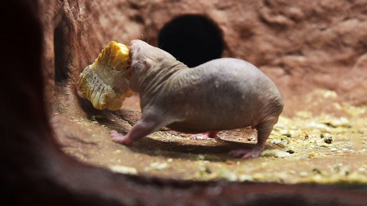 El ADN de las ratas calvas puede revelar un secreto genético para una larga vida