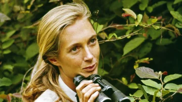 Muere Jane Goodall, la mujer que cambió nuestra comprensión de los chimpancés y de nosotros mismos Muere Jane Goodall, la mujer que cambió nuestra comprensión de los chimpancés y de nosotros mismos