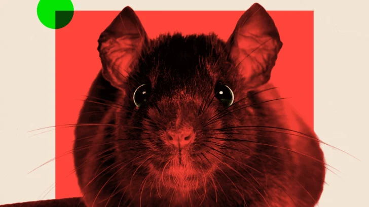 Cómo nuestros hábitos explican que cada vez haya más ratas en las ciudades