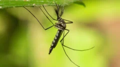 Encuentran por primera vez mosquitos en Islandia, el último país libre de estos insectos
