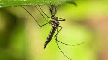 Encuentran por primera vez mosquitos en Islandia, el último país libre de estos insectos