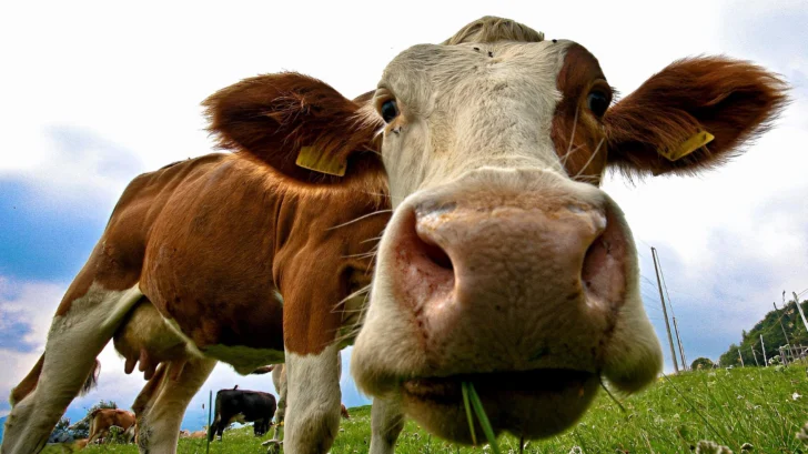 El precio mundial de la carne marca un récord histórico con un explosivo aumento en el último año