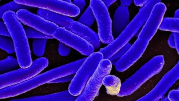 Las sorprendentes y variadas formas en las que la nociva bacteria E. coli ha contribuido al avance de la ciencia Las sorprendentes y variadas formas en las que la nociva bacteria E. coli ha contribuido al avance de la ciencia