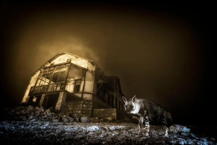 La historia de la foto 'perfecta' que tomó una década capturar y otras imágenes ganadoras del premio Fotógrafo de la Vida Silvestre 2025
