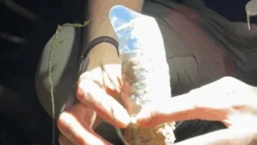 Cómo un condón ayudó a resolver un misterio de las cigarras Cómo un condón ayudó a resolver un misterio de las cigarras
