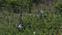 ¿Cuál es el impacto real de los ataques de EE. UU. en el narcotráfico colombiano?
