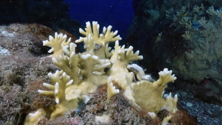 Con el aumento de las emisiones de CO2, 'los arrecifes de coral cambiarán de manera irreversible'
