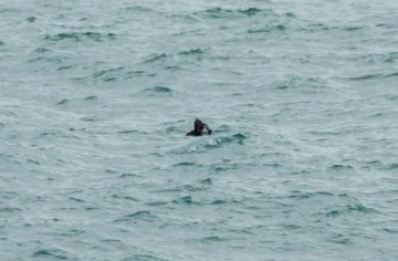 Buzos de la Armada se suman a operativo de 5 días para localizar a menor arrastrado por el mar