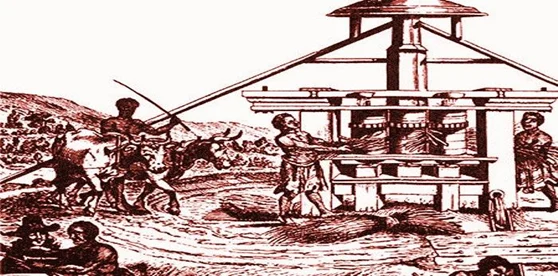 Los-ingenios-movidos-por-bueyes-y-fuerza-hidraulica-fueron-espacios-de-contaminacion-de-los-acuiferos-existentes