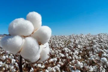 La metáfora, de las nubes de algodón y otros objetos