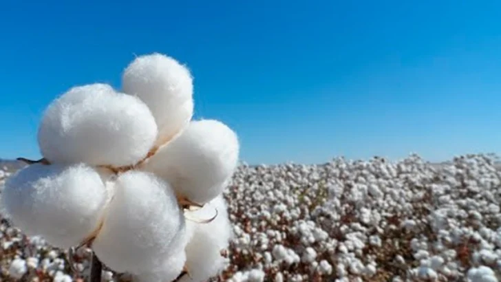 La metáfora, de las nubes de algodón y otros objetos