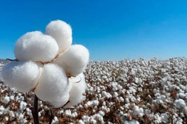 La metáfora, de las nubes de algodón y otros objetos La metáfora, de las nubes de algodón y otros objetos