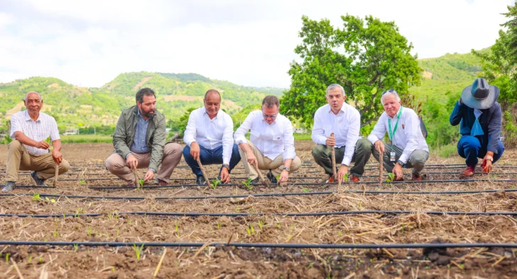 Intabaco inicia cosecha tabacalera 2025-2026 con siembra de más de 160 mil tareas