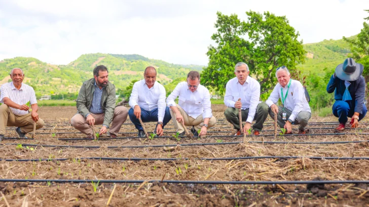 Intabaco inicia cosecha tabacalera 2025-2026 con siembra de más de 160 mil tareas