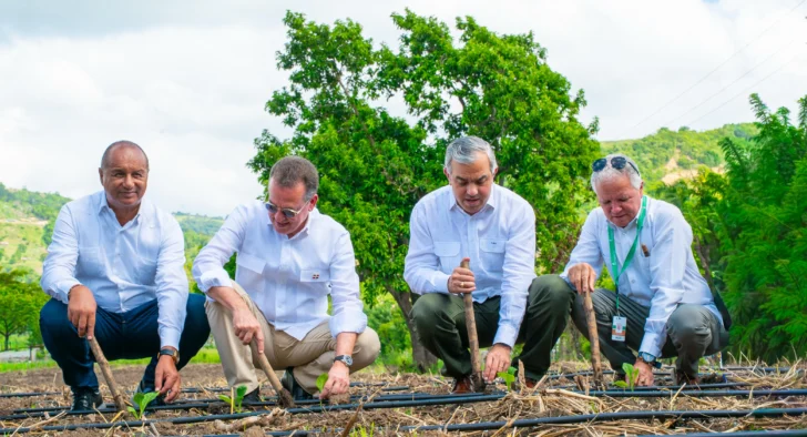 Intabaco inicia cosecha tabacalera 2025-2026 con siembra de más de 160 mil tareas Intabaco inicia cosecha tabacalera 2025-2026 con siembra de más de 160 mil tareas