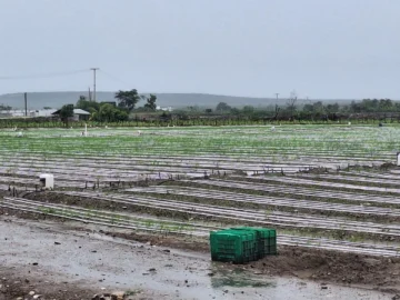 Lluvias de Melissa han incomunicado acceso a zonas productivas, pero no hay daños a plantaciones Lluvias de Melissa han incomunicado acceso a zonas productivas, pero no hay daños a plantaciones