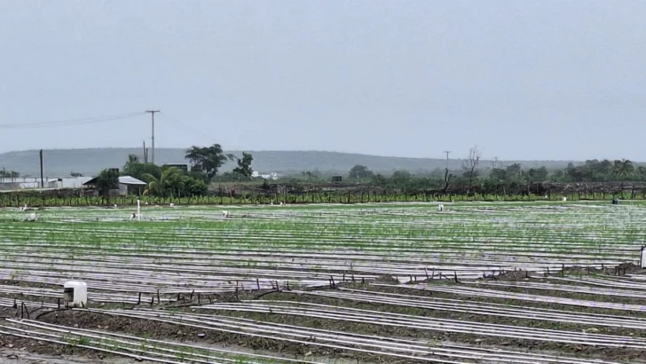 Lluvias de Melissa han incomunicado acceso a zonas productivas, pero no hay daños a plantaciones
