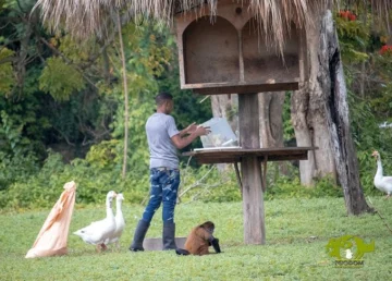 Coordinan el traslado de especies exóticas ilegales de Puerto Rico a República Dominicana