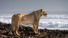 Las inéditas imágenes que muestran a leones que abandonan el desierto para cazar en la playa