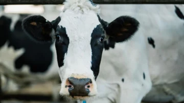 Por qué el precio mundial de la carne alcanzó un máximo histórico mientras el azúcar y los productos lácteos bajaron