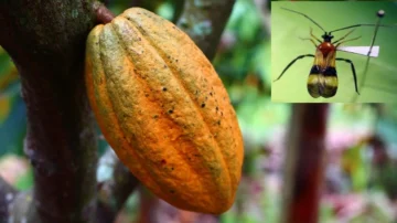 Plaga del 'chinche negro del cacao' tiene sus días contados gracias a investigadores peruanos Plaga del 'chinche negro del cacao' tiene sus días contados gracias a investigadores peruanos