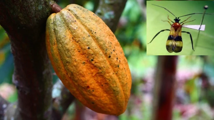 Plaga del 'chinche negro del cacao' tiene sus días contados gracias a investigadores peruanos
