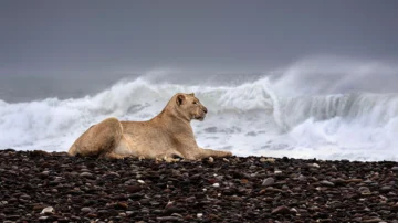 Las inéditas imágenes que muestran a los leones que abandonan el desierto para cazar en la playa