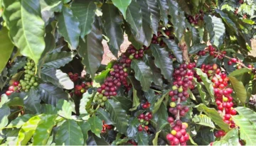 Caficultores advierten peligra cosecha en el sur por falta de mano de obra