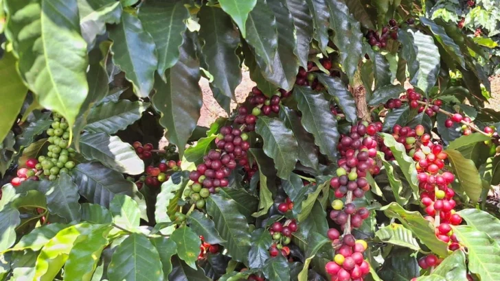Caficultores advierten peligra cosecha en el sur por falta de mano de obra Caficultores advierten peligra cosecha en el sur por falta de mano de obra