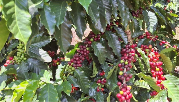 Caficultores advierten peligra cosecha en el sur por falta de mano de obra