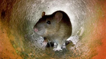 Por qué hay cada vez más ratas en las ciudades Por qué hay cada vez más ratas en las ciudades