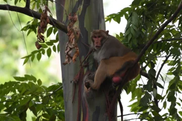 Comienza el traslado de especies exóticas de Puerto Rico a zoológico dominicano Comienza el traslado de especies exóticas de Puerto Rico a zoológico dominicano