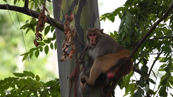 Comienza el traslado de especies exóticas de Puerto Rico a zoológico dominicano Comienza el traslado de especies exóticas de Puerto Rico a zoológico dominicano